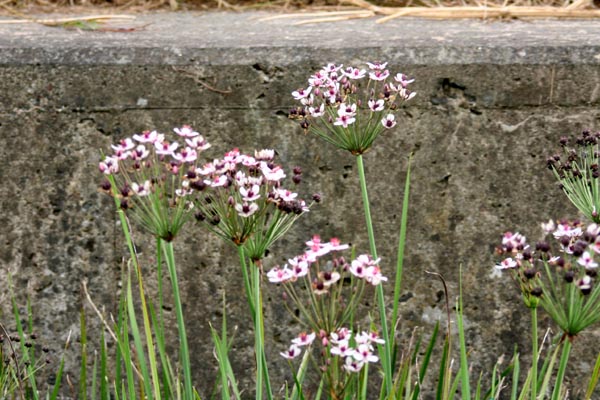 Dahmer Kanal Mecklenburgische Schweiz